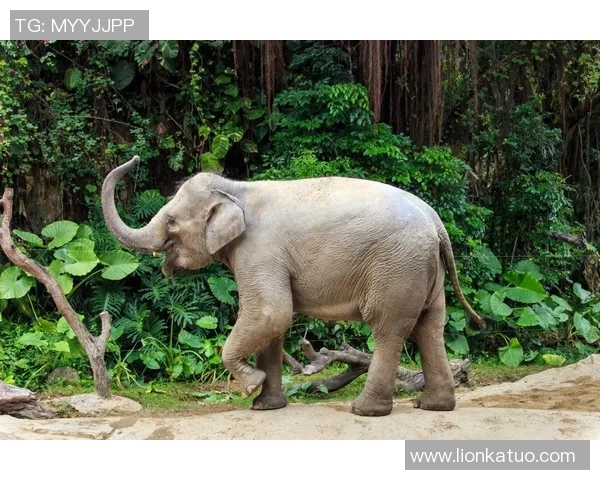 如果足球巨星化身动物世界会有哪些奇妙的对决与传奇故事